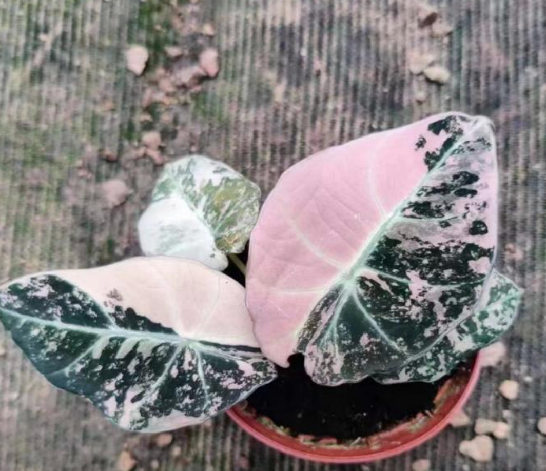 Alocasia Black Velvet Pink Var Tissue Culture | PlantNasty