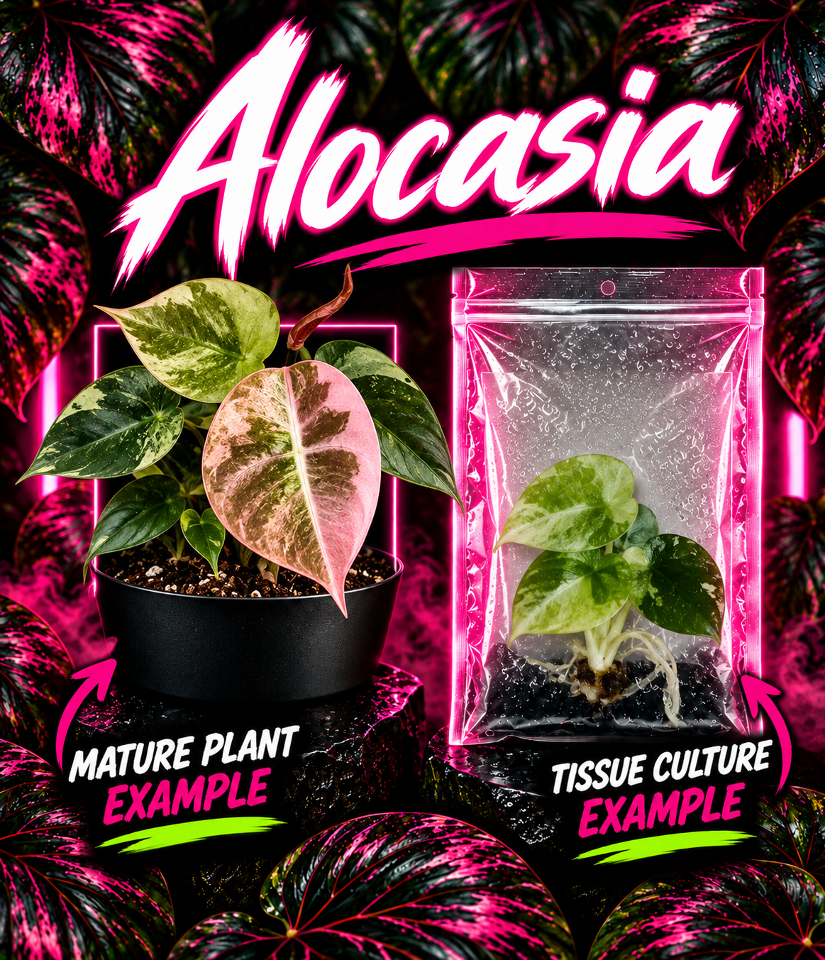 Alocasia Cuprea Mint Pink tissue culture plant from PlantNasty, showing vibrant green leaves with pink and mint hues.