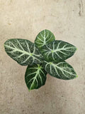 Alocasia Freckle Ninja Tissue Culture