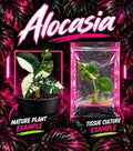 Alocasia Regal Shield Albo tissue culture plant from PlantNasty showing healthy, variegated leaves in a clear container.