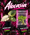 Alocasia Regal Shield Mint tissue culture by PlantNasty, showing healthy young plant tissue in a clear container.