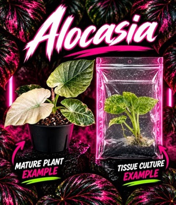 Alocasia Regal Shield Mint tissue culture by PlantNasty, showing healthy young plant tissue in a clear container.