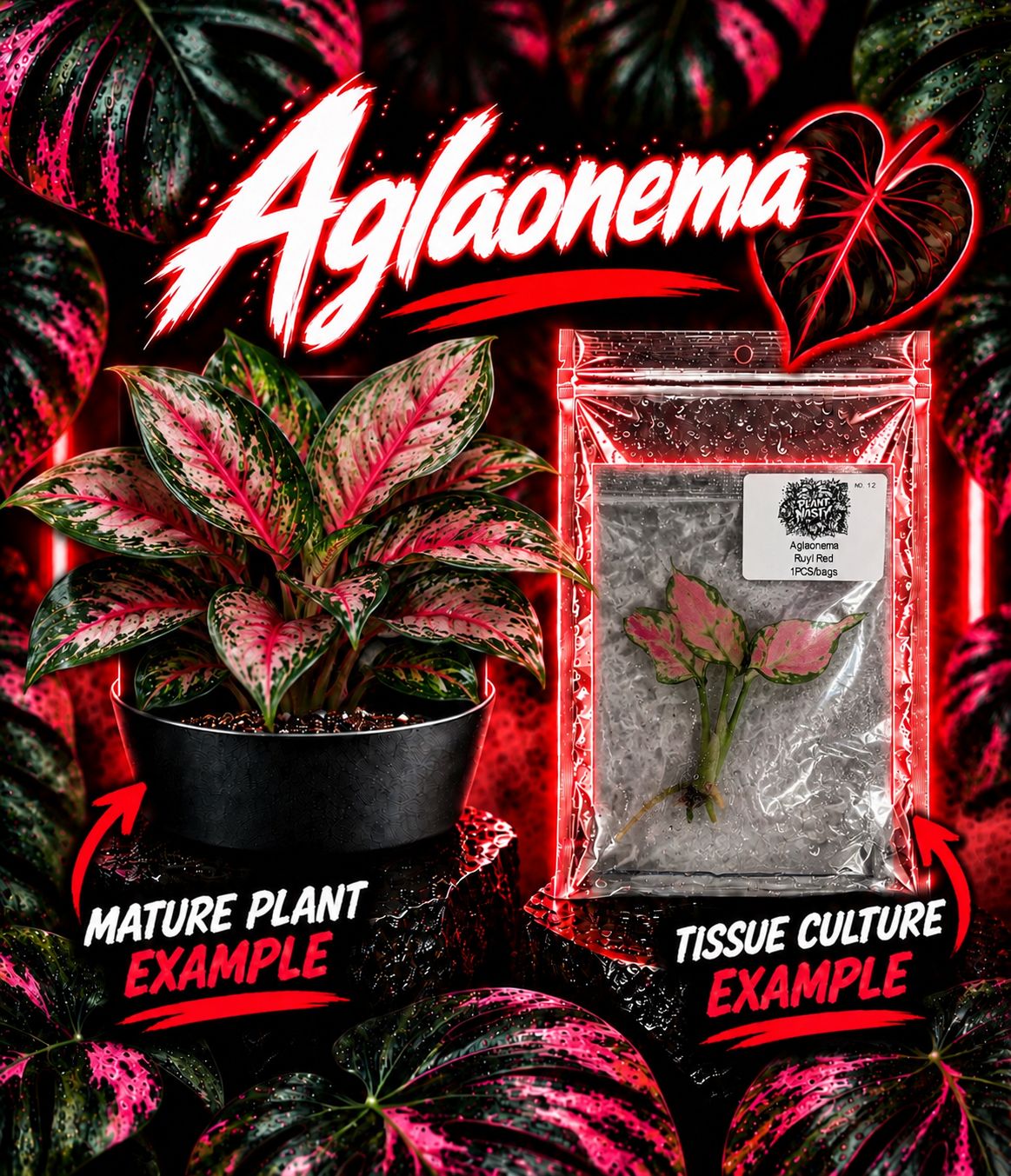 Healthy Aglaonema Ruyi Red tissue culture plant from PlantNasty, showing vibrant red leaves and lush green foliage.