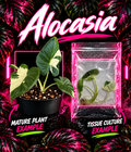 Alocasia Regal Shields Albo Lava tissue culture plant with variegated white and green leaves, displayed in a clear container.