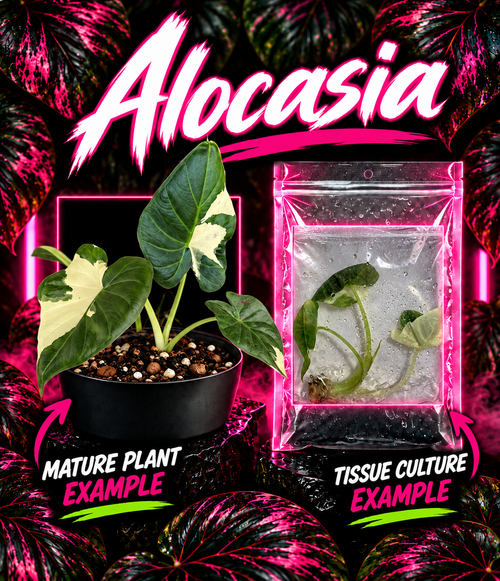 Alocasia Regal Shields Albo Lava tissue culture plant with variegated white and green leaves, displayed in a clear container.