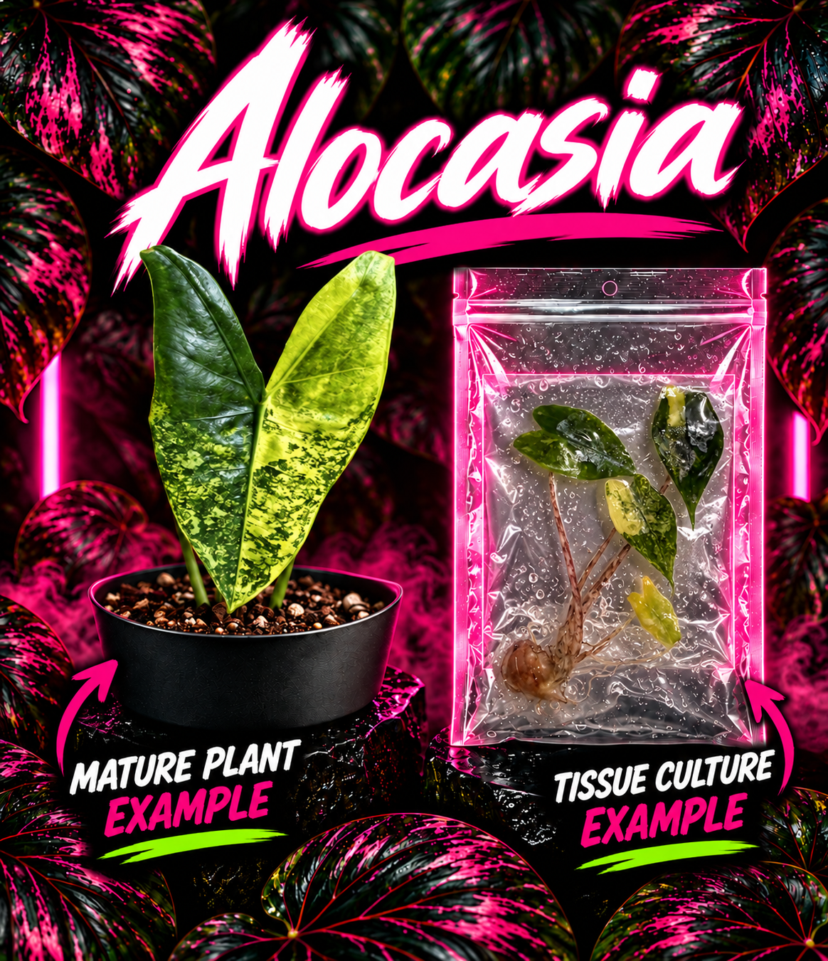 Alocasia Zebrina Aurea tissue culture from PlantNasty showing vibrant yellow-green leaves with zebra-like striping.