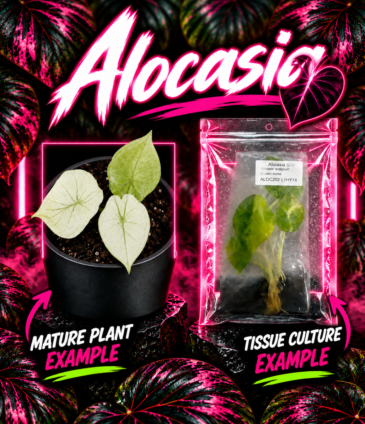 Alocasia 'Scalprum' Golden Aurea tissue culture from PlantNasty, showing healthy young plant with vibrant golden leaves.
