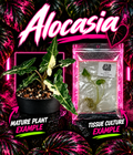 Variegated Alocasia Sarian tissue culture plant by PlantNasty, showing vibrant green and white patterned leaves in a clear container.