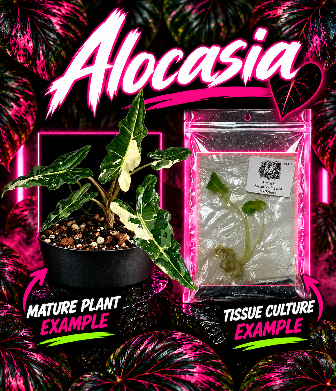 Variegated Alocasia Sarian tissue culture plant by PlantNasty, showing vibrant green and white patterned leaves in a clear container.