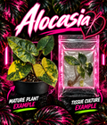 Alocasia Yucatan Princess Aurea tissue culture by PlantNasty showing vibrant green and yellow variegated leaves.