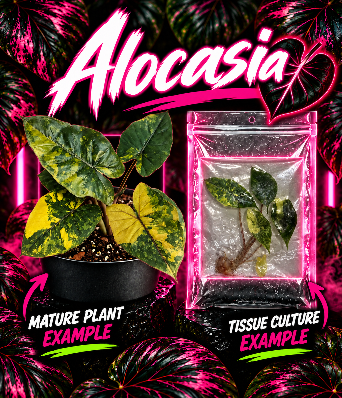 Alocasia Yucatan Princess Aurea tissue culture by PlantNasty showing vibrant green and yellow variegated leaves.