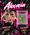 Alocasia Black Velvet Pink Variegated tissue culture by PlantNasty showing vibrant pink and black velvet foliage in a clear container.