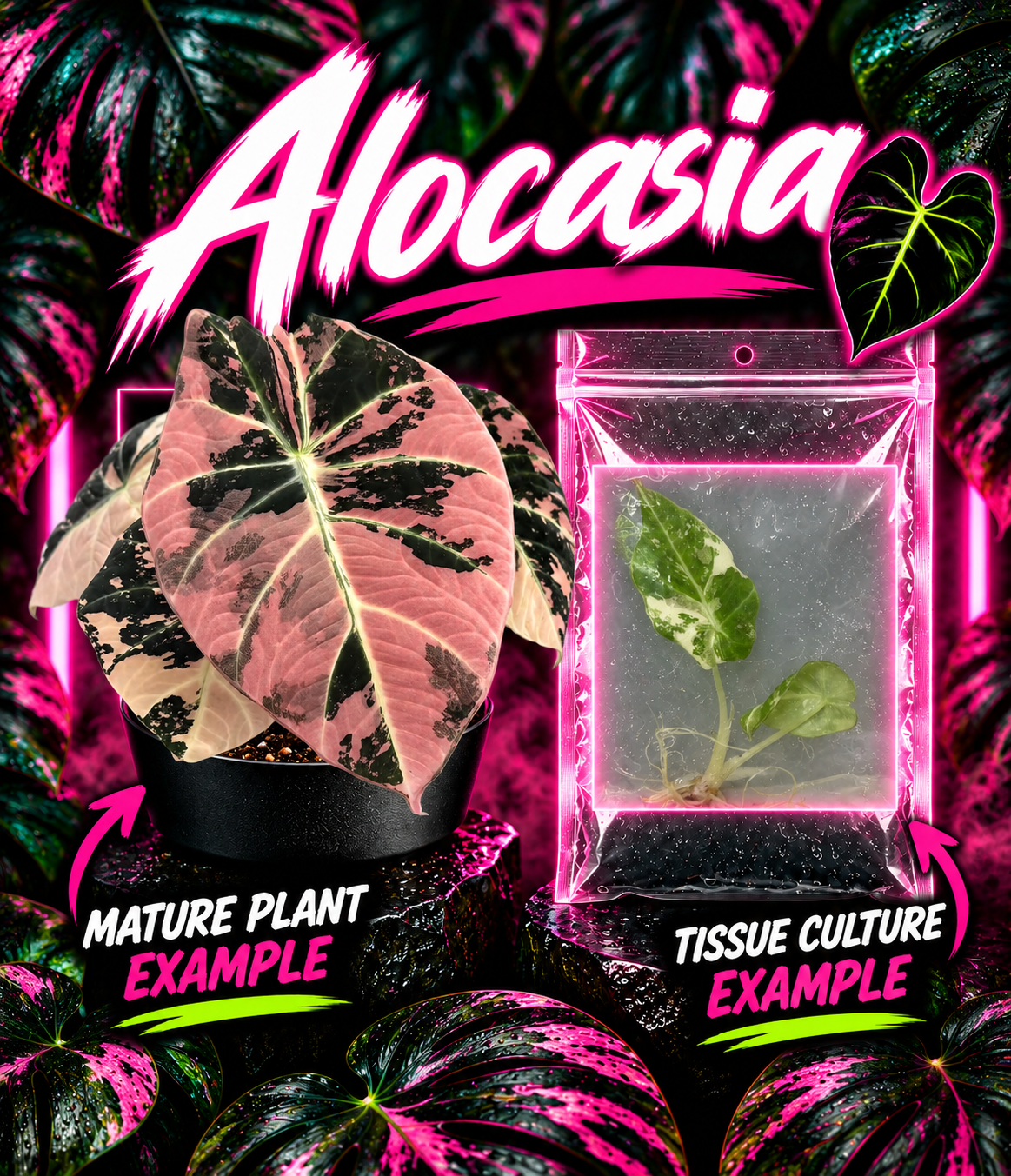 Alocasia Black Velvet Pink Variegated tissue culture by PlantNasty showing vibrant pink and black velvet foliage in a clear container.