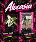 Alocasia sanderiana 'Pseudo sanderiana' Pink variegata tissue culture plant with pink and green variegated leaves, displayed in a pot