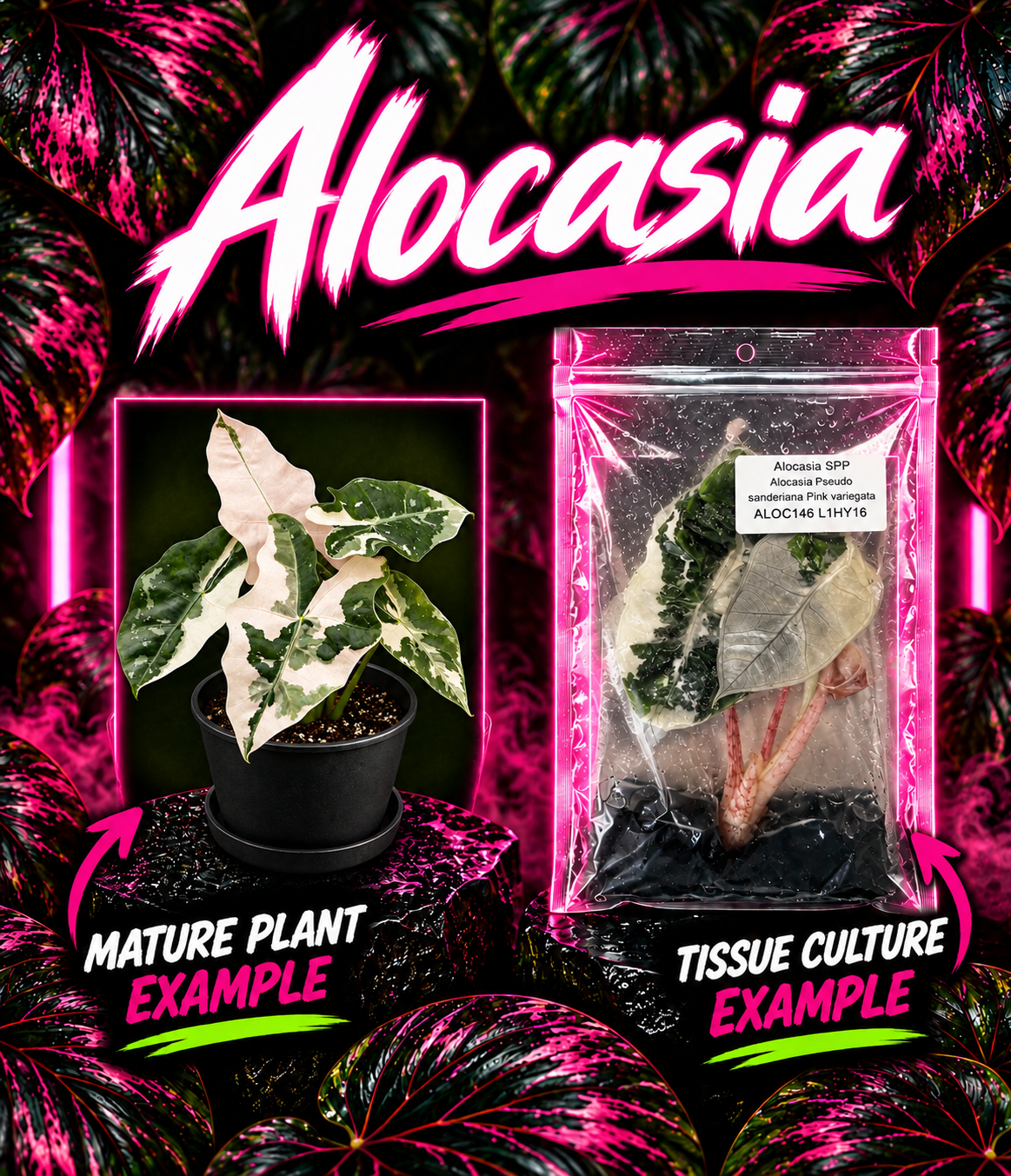 Alocasia sanderiana 'Pseudo sanderiana' Pink variegata tissue culture plant with pink and green variegated leaves, displayed in a pot