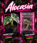 Alocasia Venom Dark Mint Pink tissue culture plant from PlantNasty with vibrant dark mint and pink foliage.