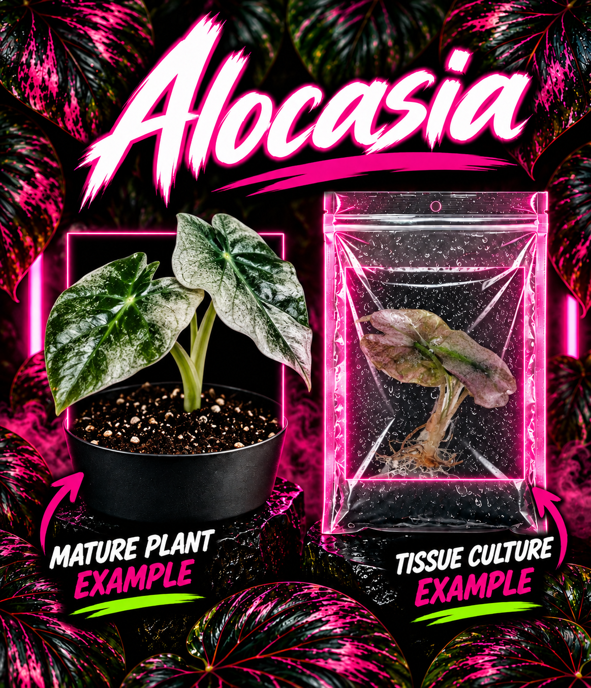 Alocasia Venom Dark Mint Pink tissue culture plant from PlantNasty with vibrant dark mint and pink foliage.