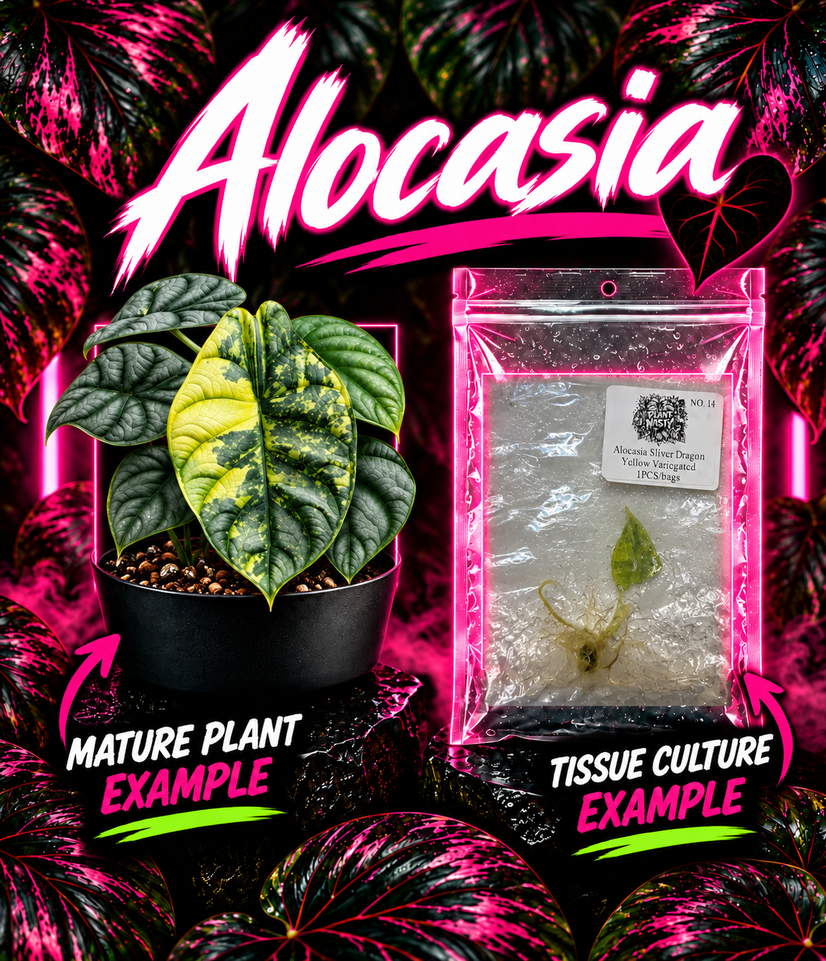 Alocasia Silver Dragon Yellow variegated tissue culture from PlantNasty, showing lush green leaves with striking yellow and silver variegation.
