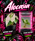 Variegated Alocasia Watsoniana tissue culture plant with striking white and green foliage, from PlantNasty.