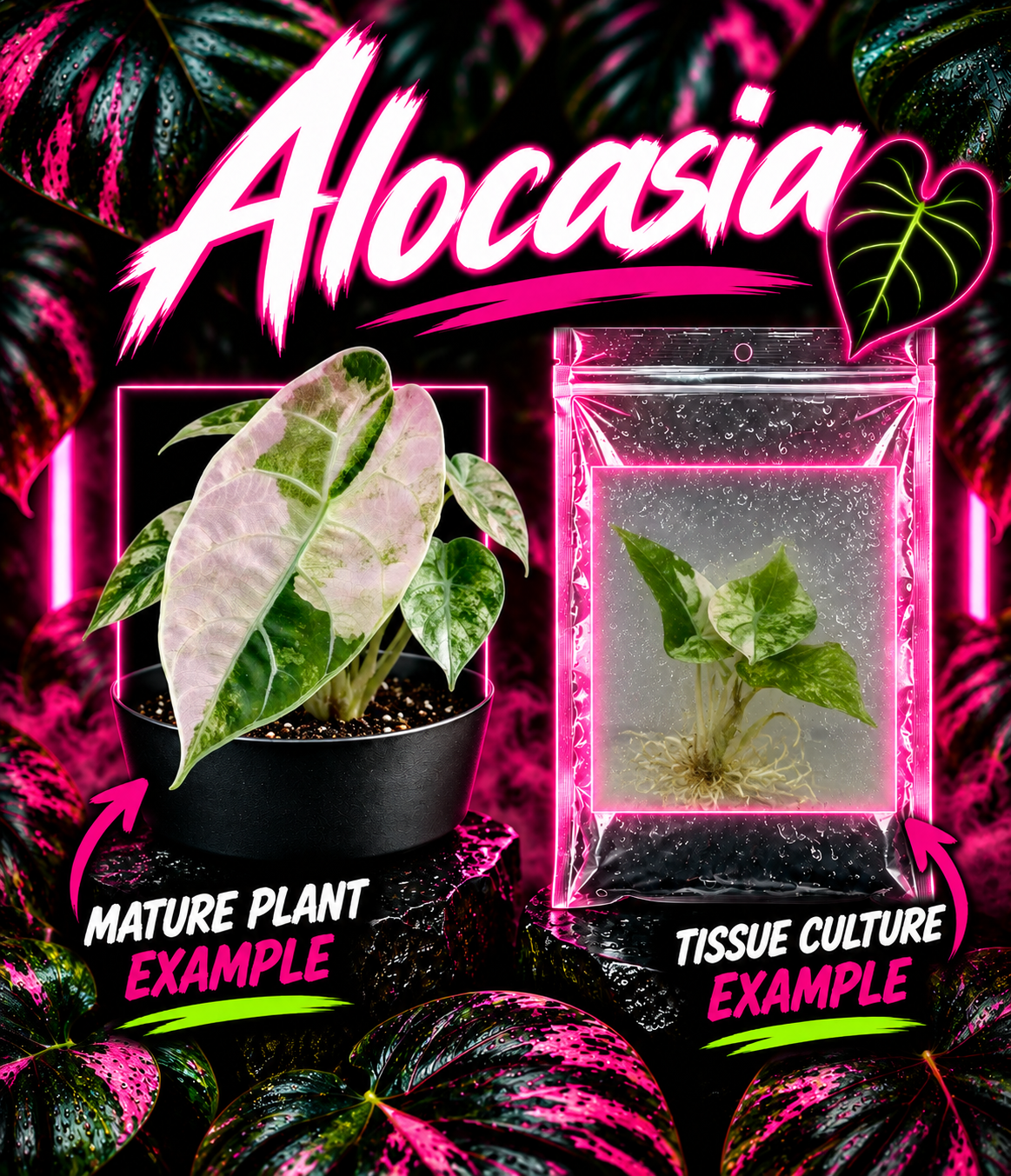 Variegated Alocasia Watsoniana tissue culture plant with striking white and green foliage, from PlantNasty.