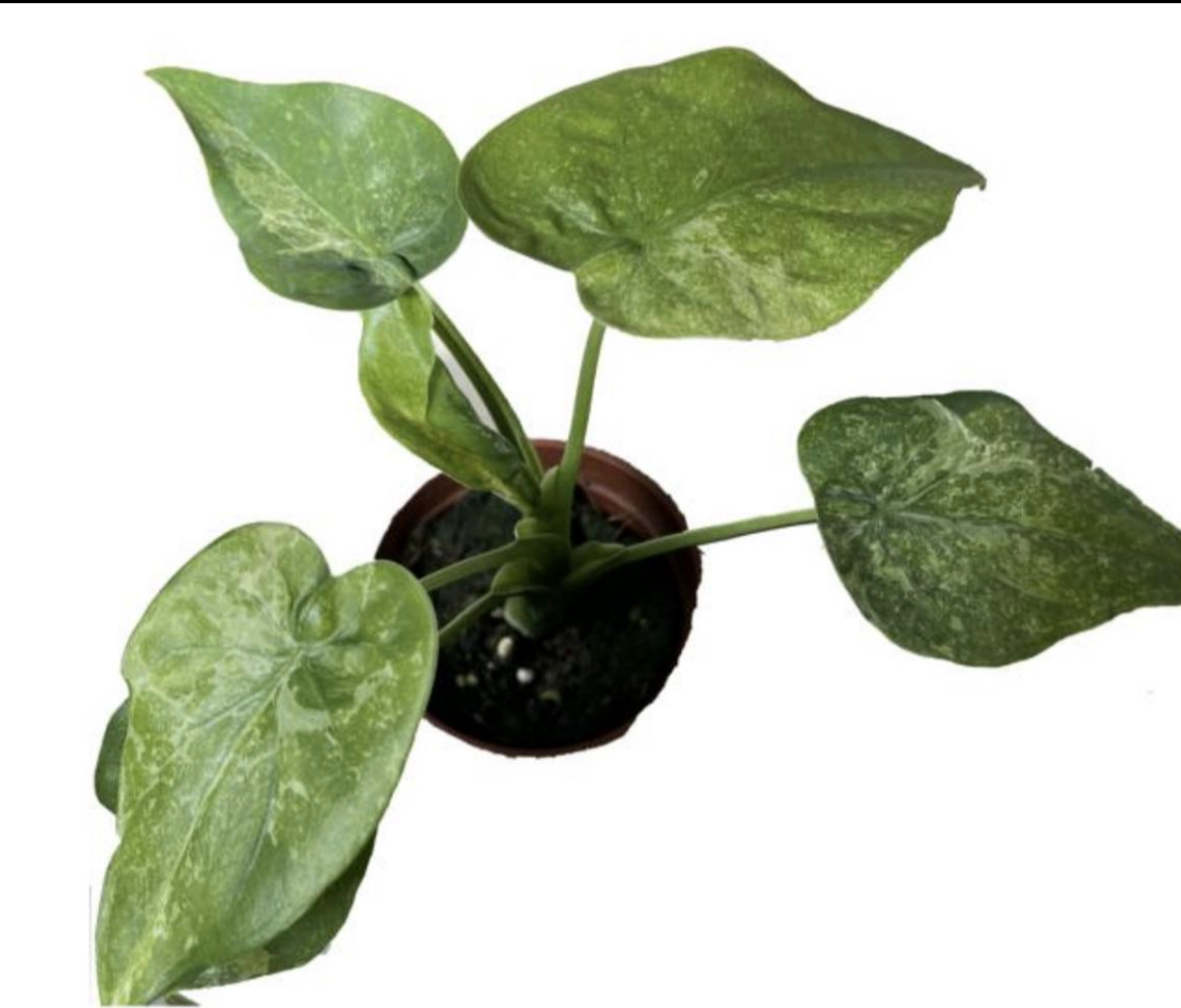 Tissue culture Alocasia cucullata Mint Variegata plant with green and white variegated leaves, cultivated by PlantNasty.