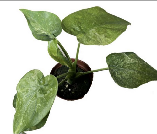 Tissue culture Alocasia cucullata Mint Variegata plant with green and white variegated leaves, cultivated by PlantNasty.