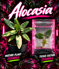 Variegated Alocasia Lauterbachiana Aurea tissue culture by PlantNasty showing vibrant yellow and green leaves in a clear container.