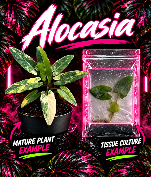 Variegated Alocasia Lauterbachiana Aurea tissue culture by PlantNasty showing vibrant yellow and green leaves in a clear container.