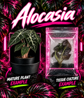 Healthy Alocasia 'Pink Dragon' tissue culture plant from PlantNasty showing vibrant pink and green foliage in a nursery setting.