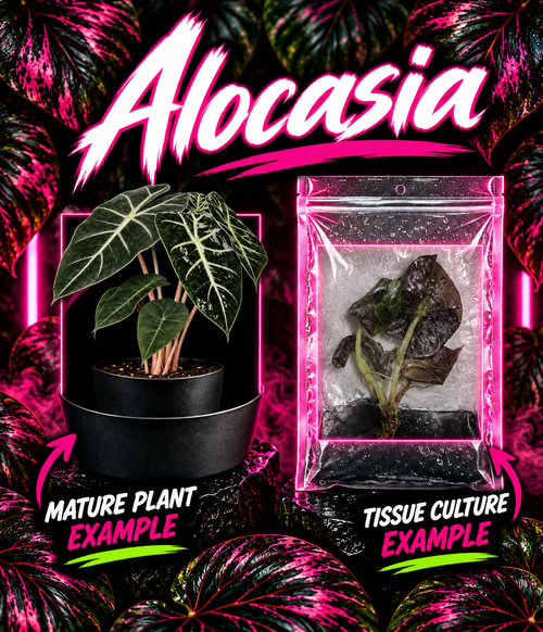 Healthy Alocasia 'Pink Dragon' tissue culture plant from PlantNasty showing vibrant pink and green foliage in a nursery setting.