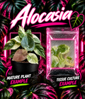 Alocasia Cuprea Mint Variegated tissue culture plant from PlantNasty, showing vibrant green and mint-colored leaves in a clear container.