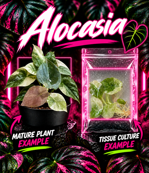 Alocasia Cuprea Mint Variegated tissue culture plant from PlantNasty, showing vibrant green and mint-colored leaves in a clear container.