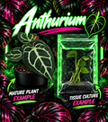 Anthurium crystallinum tissue culture plant with diamond and silver blush leaves, cultivated by PlantNasty.