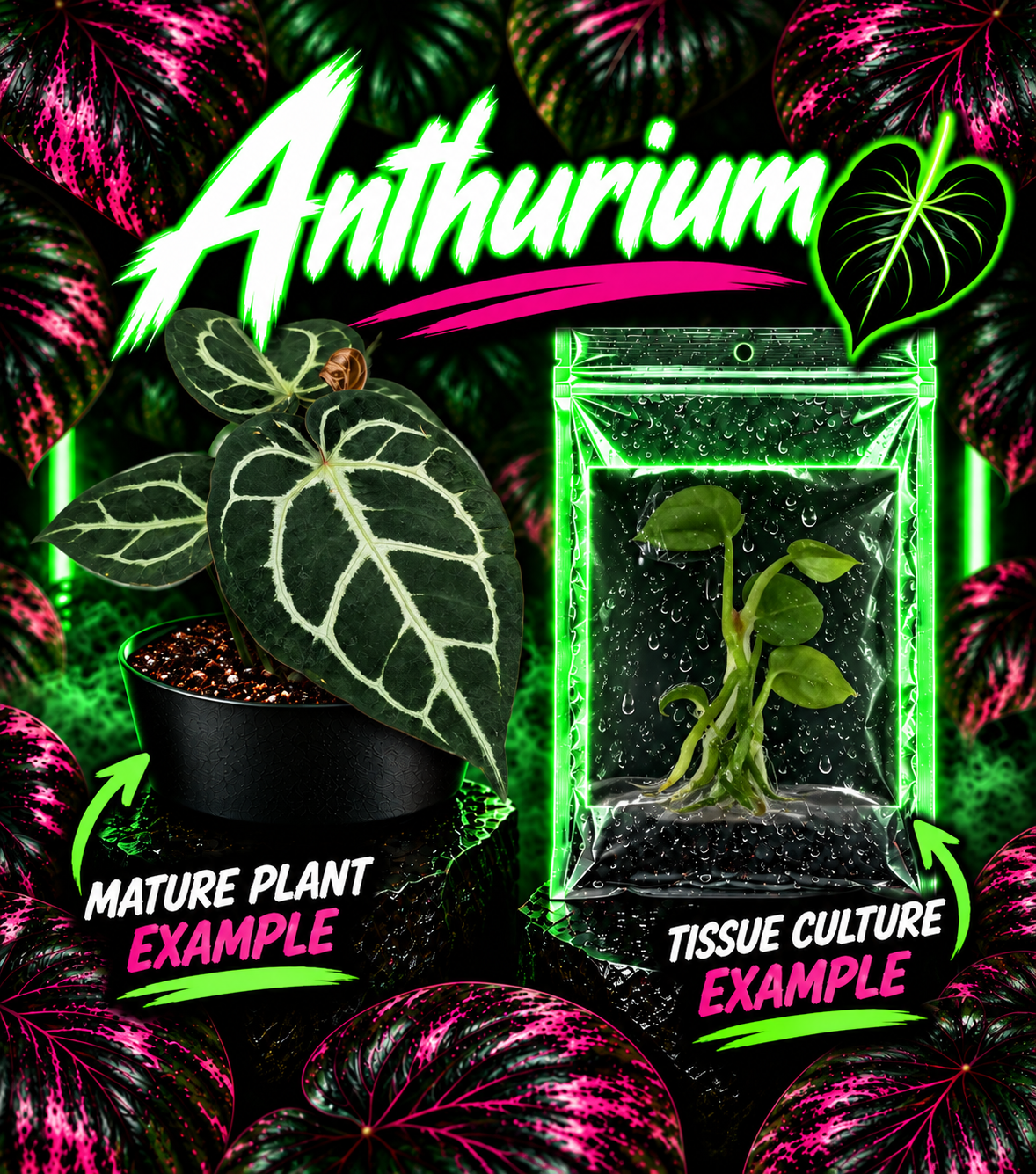 Anthurium crystallinum tissue culture plant with diamond and silver blush leaves, cultivated by PlantNasty.