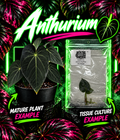 Anthurium AOS X Papi Papi tissue culture plant in a small pot, showing vibrant green leaves and healthy growth.