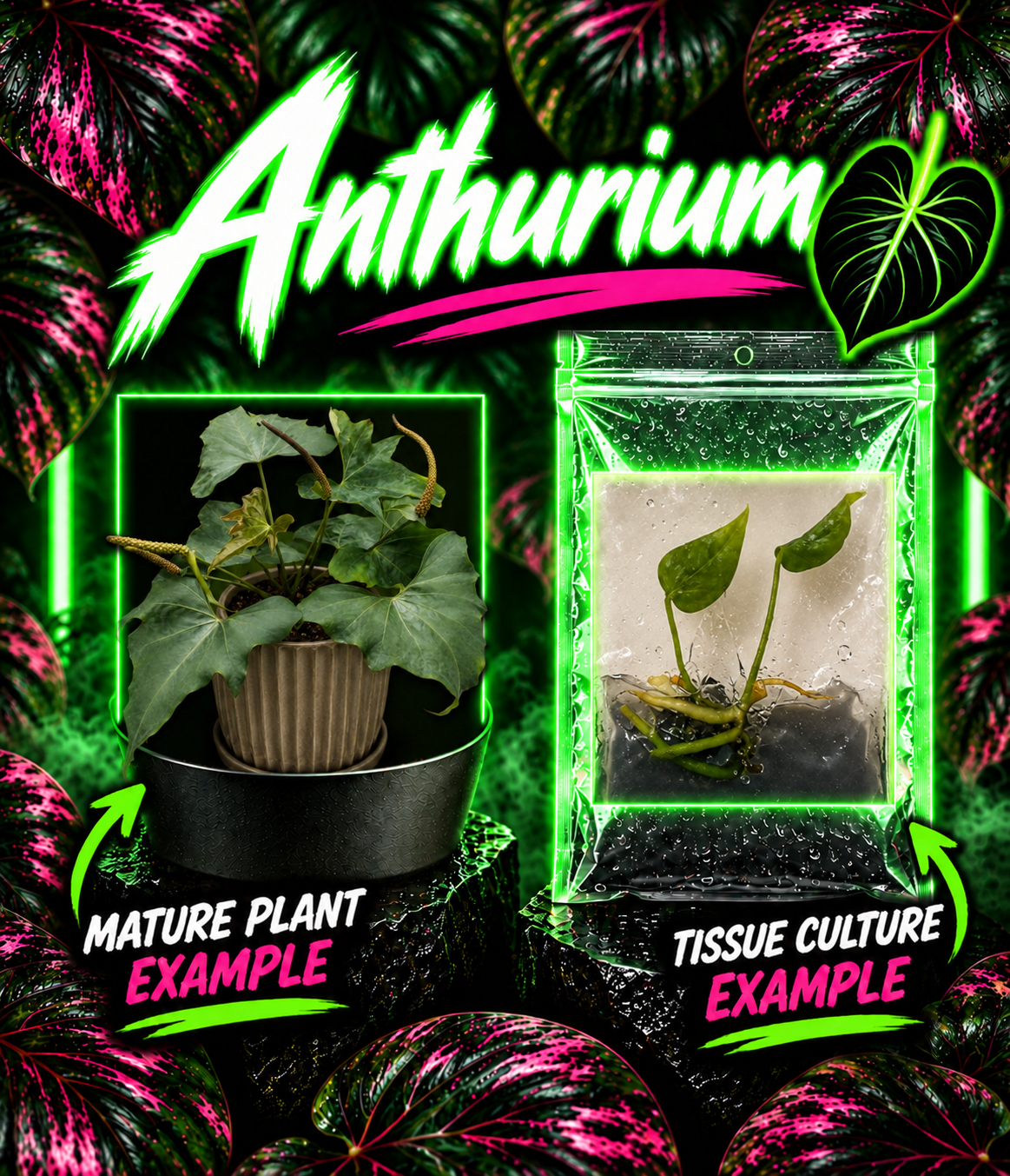 Close-up of PlantNasty Anthurium 'Pterodactyl' tissue culture plant with vibrant green leaves and healthy roots.