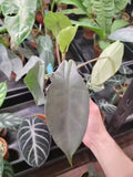 Alocasia Peltata Silver Grey Tissue Culture