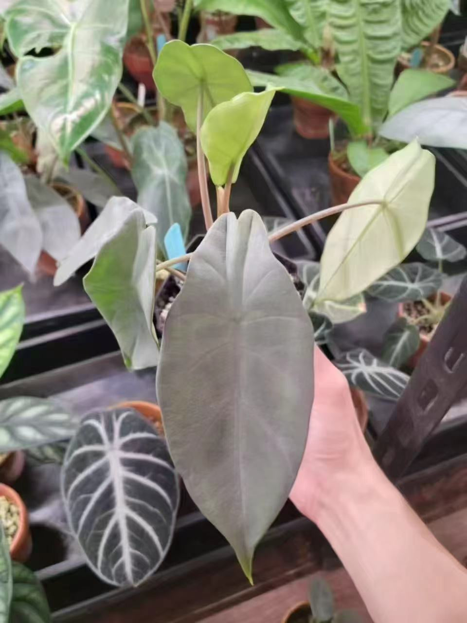 Alocasia Peltata Silver Grey Tissue Culture
