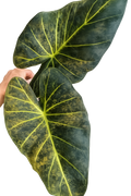 Tissue culture of Alocasia 'Shields Aurea Variegata' with variegated green and yellow leaves, grown by PlantNasty.