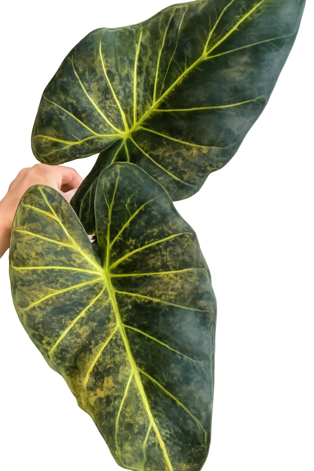 Tissue culture of Alocasia 'Shields Aurea Variegata' with variegated green and yellow leaves, grown by PlantNasty.
