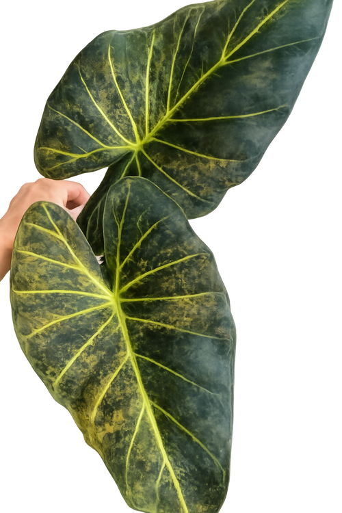 Tissue culture of Alocasia 'Shields Aurea Variegata' with variegated green and yellow leaves, grown by PlantNasty.