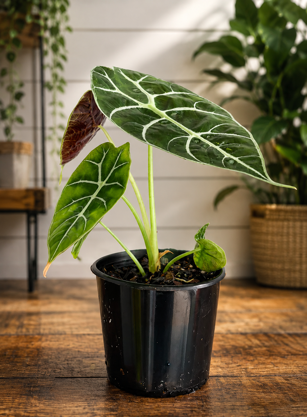 Alocasia Mirror Watsoniana 'Pixie' tissue culture plant from PlantNasty, showing vibrant green leaves with silvery veins.