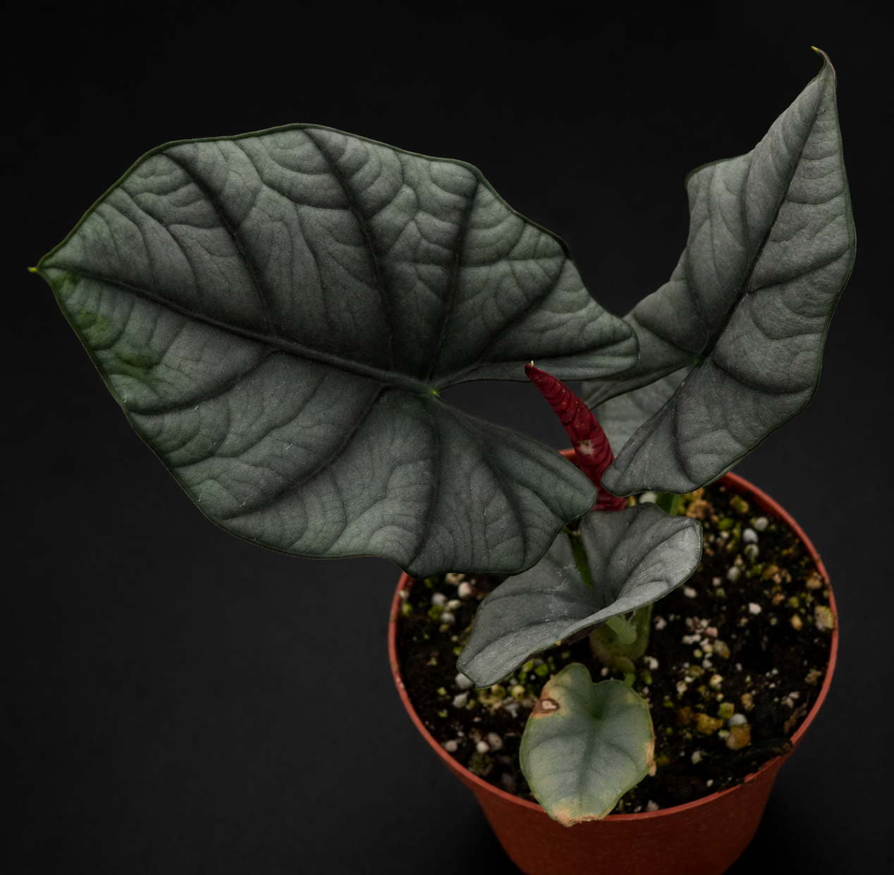 Healthy Alocasia Reginae 'Elaine' tissue culture plant by PlantNasty with lush green leaves in a clear container.