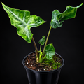 Alocasia Teletubbie tissue culture plant by PlantNasty showing vibrant green leaves in a clear container.
