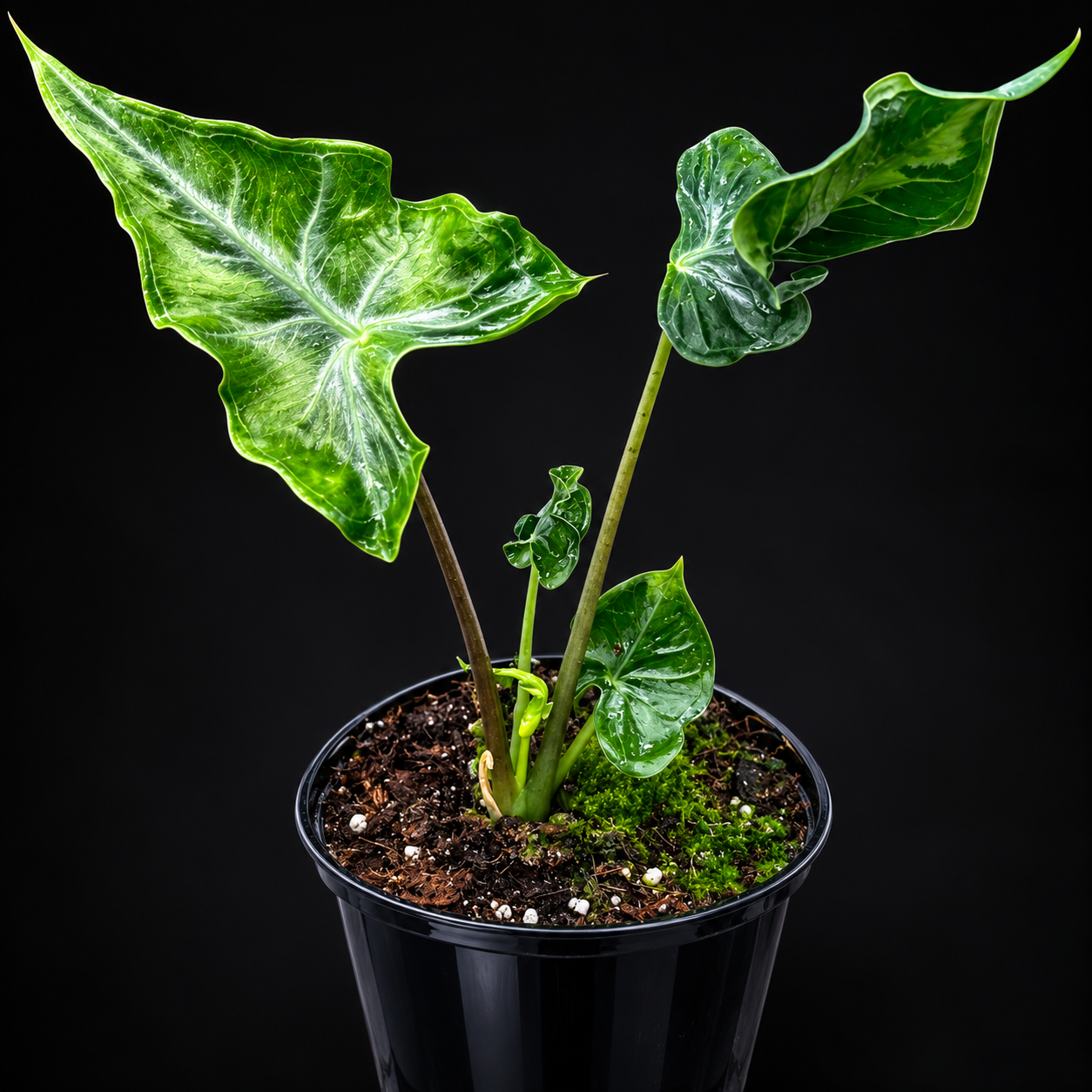 Alocasia Teletubbie tissue culture plant by PlantNasty showing vibrant green leaves in a clear container.