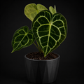 Anthurium Clarinervium tissue culture by PlantNasty showing healthy young plant in a clear container with vibrant green leaves.