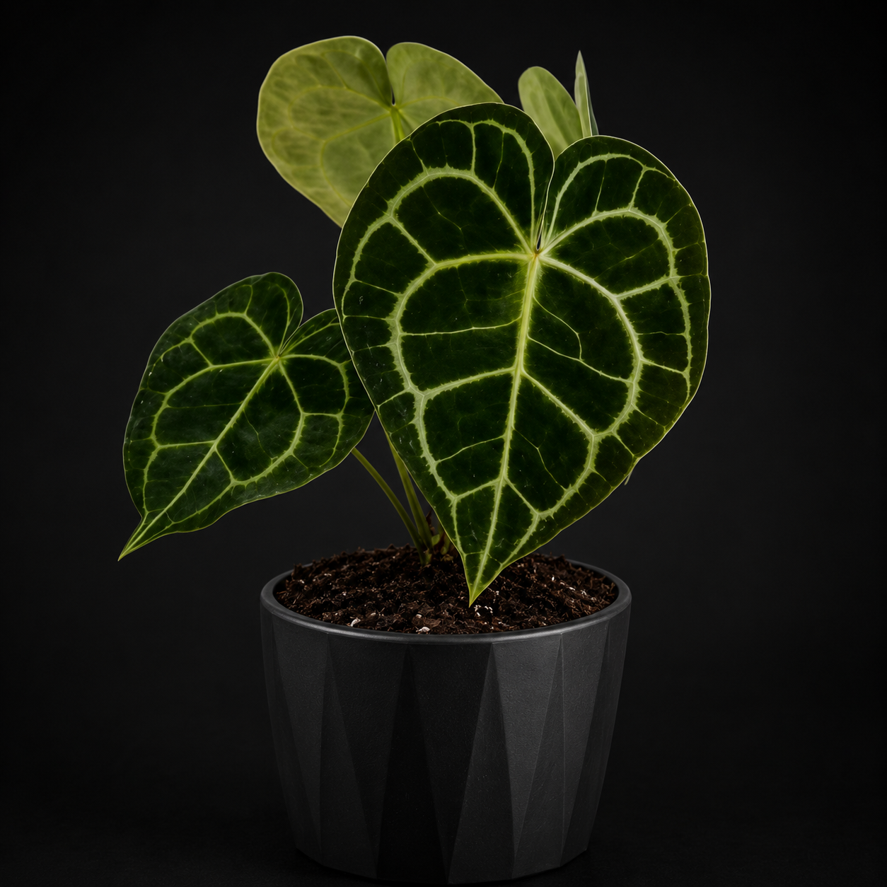 Anthurium Clarinervium tissue culture by PlantNasty showing healthy young plant in a clear container with vibrant green leaves.