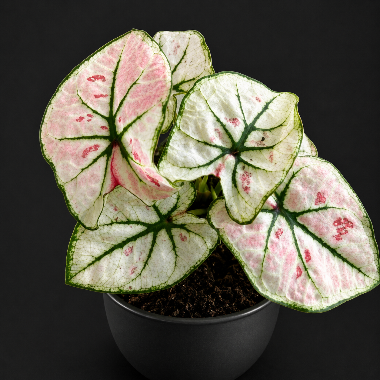 Caladium Bicolor Peach Blossom Fairy tissue culture plant by PlantNasty showing vibrant pink and green leaves in a container.