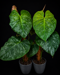 Healthy Philodendron 'Majestic' tissue culture in clear container, showcasing vibrant green leaves and root development.