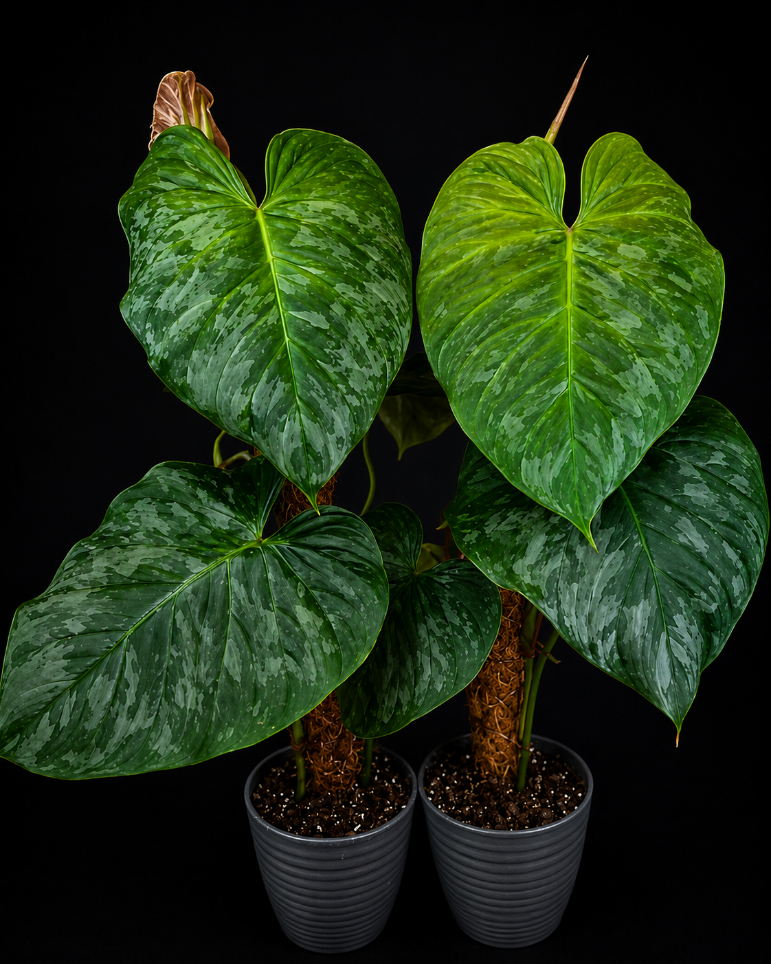 Healthy Philodendron 'Majestic' tissue culture in clear container, showcasing vibrant green leaves and root development.